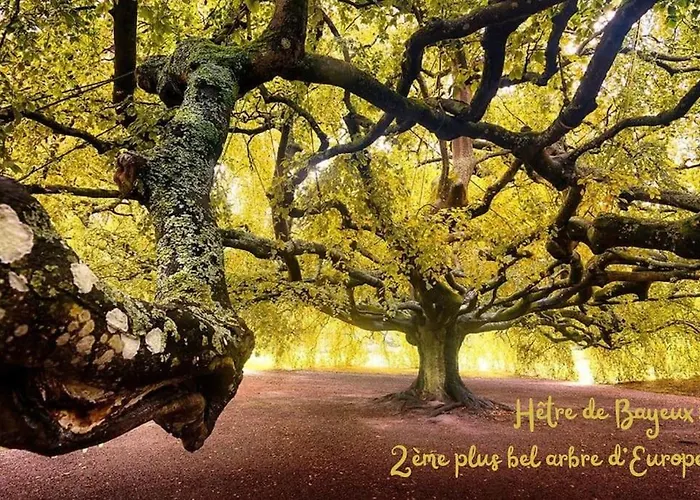 Le Vintage 14 * バイユー